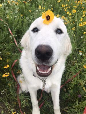 Flower child during her stay with us! Coco is a doll