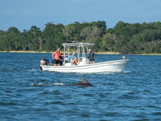 Dolphin watching on our Panga 23