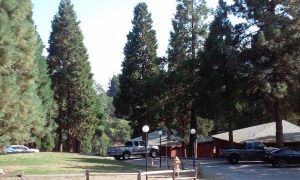 Pilgrim Pines Camp