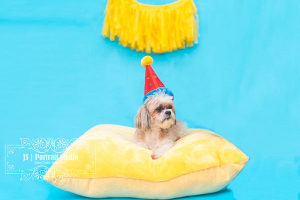 JS Portrait Studio | Delray Beach Pet Photographer