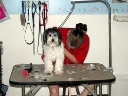 St-Louis-pet-groomers-doggy-wash