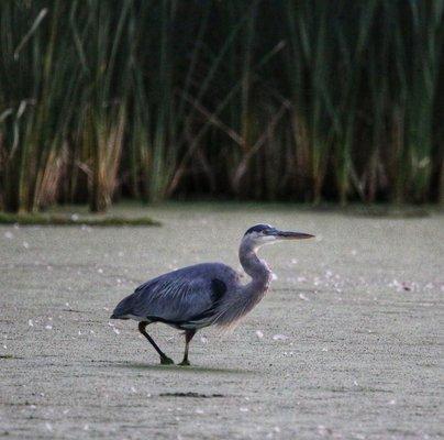 Great blue heron