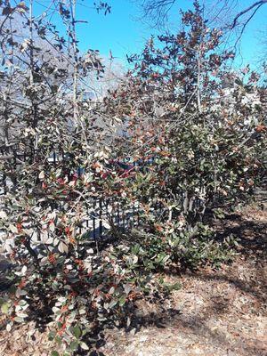 Do not eat the "berries" at Tom Stofka Garden