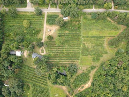 Azure Acres Blueberry Farm from above