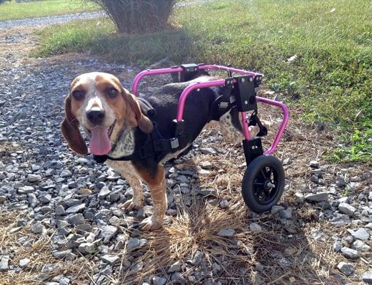 Nina enjoys the sun while rollin' in her wheels