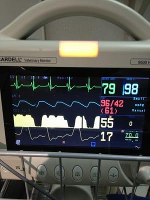 All patients who undergo anesthesia have a Certified Veterinary Technician by their side who is monitoring their vitals.