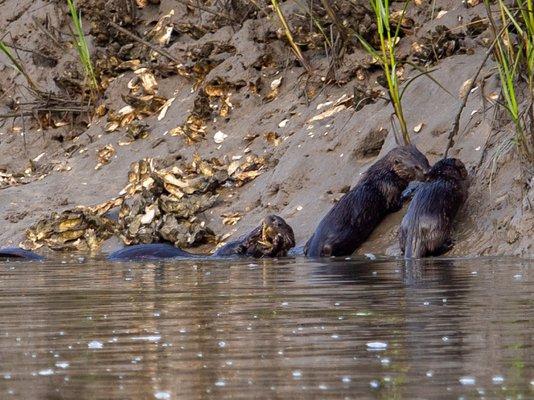 Otters seen on Beaufort, SC boat tour