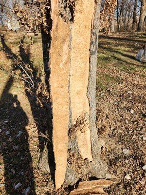 Bark shed from dying ash tree.