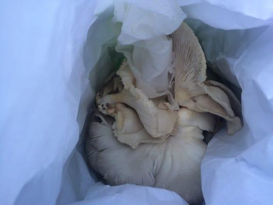 Oyster mushrooms