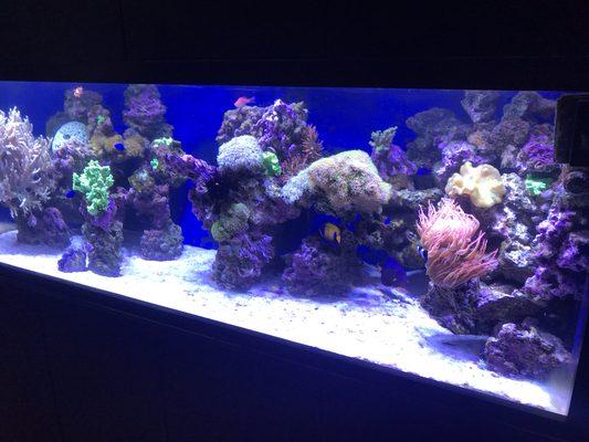 Custom coral reef aquarium