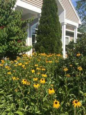 Beautiful summer flowers