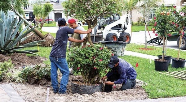 Landscape division doing tree and shrub plantings with hardscape landscape crew.