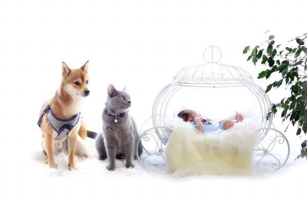 Our dog and cat even took photos with our baby! It's very hard to control three little ones, but they really make it happened!