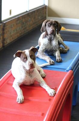 Pampered Paws Doggie Daycare