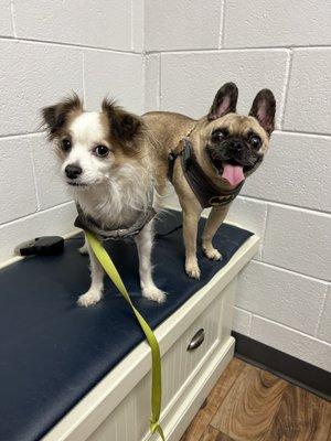 Puppies excited to see Dr. Selvaggio