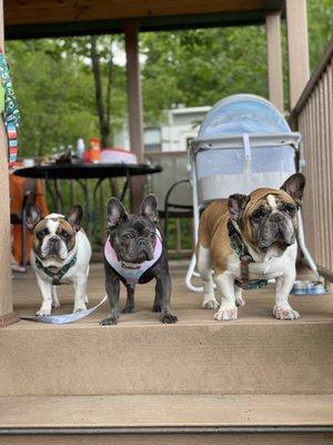 Dog friendly cabin and the frenchie crew