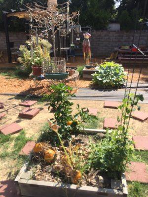 The kids are growing their own pumpkins and peppers!  My 4 year old son calls this place "the patch school"... it's so cute and wholesome!