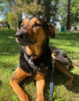 8 y/o Doberman Shepherd