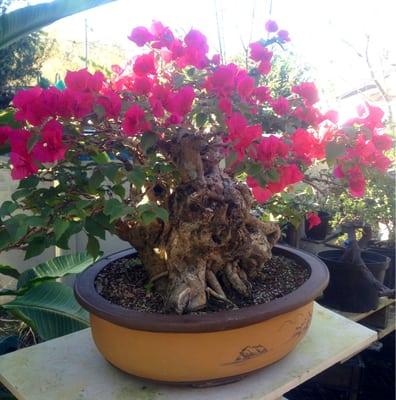 This is a great Bougainville specimen