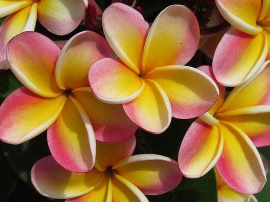 Fragrant tropical Plumeria!