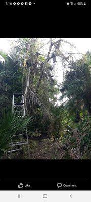 A before photo on a walkway needing cleared.