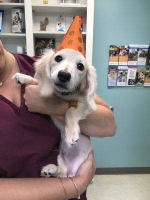 puppy hats