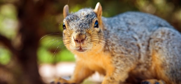 Squirrel Removal Services & Damage Repair