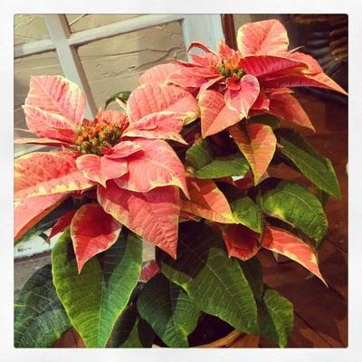 One of our beautiful Poinsettias