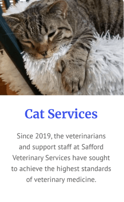 Cat Veterinarian