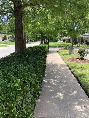 Commercial hedge trimming in Houston, TX