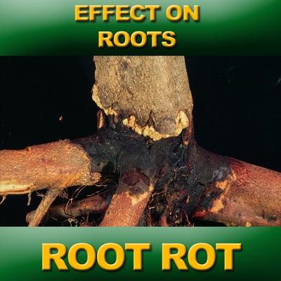 Root rot