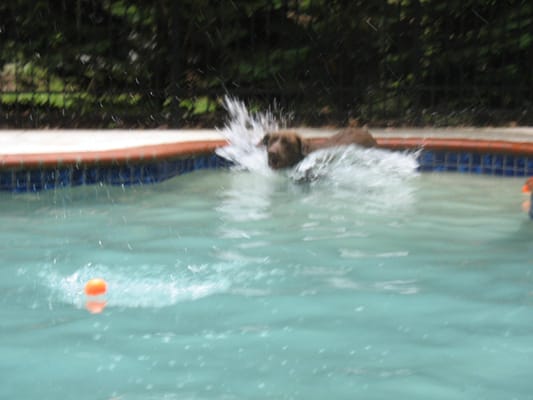 Dogs can swim in our 10,000 gallon inground bone shaped pool.