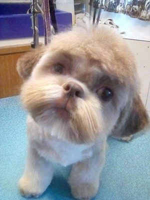 Shih tzu teddy trim