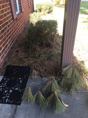 My front door area rug flipped over and pile of branches and pine needles and cones everywhere