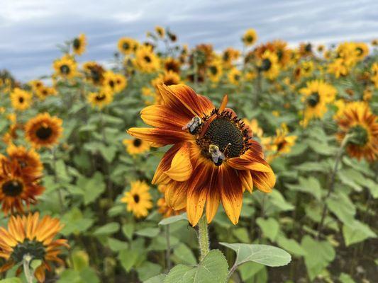 Sunflowers!