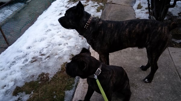 My two beauitful cane corso Rocket and Keke.