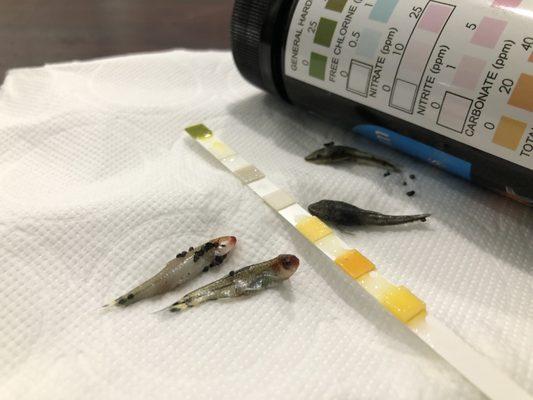 Just a few sick fish I purchased / water parameters are normal with 0 nitrite 0 nitrate general hardness