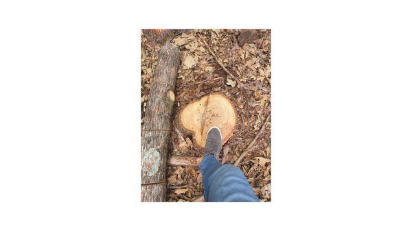 Have a Stump like this in your yard? Give us a call for swift and thorough removal!

470-288-4245