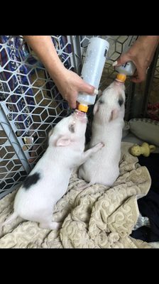 Peanut & Butter surrendered Piglets