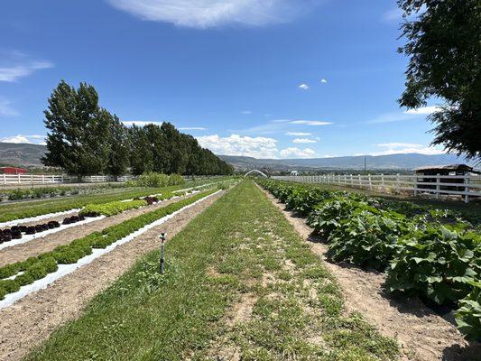 Francis Family Farms