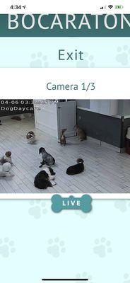 observe your dog on cam. Mine is w/white patch in the back. And I'm in Buenos Aires. (Hey Aunt Britt, why didn't you visit me???)