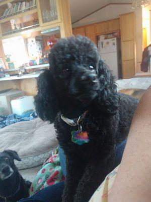 Here is Rosie with a more typical poodle cut a week or so after grooming. Beautiful lines and nice poodle poof!