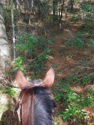 Trails are a 5 min walk on horse from our place! No trailering your horse!