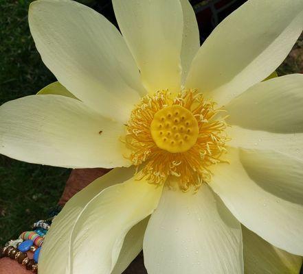 Lake lily bloom (I did not pick it)