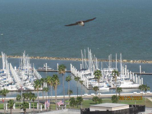 The view from my Brookdale balcony (1).