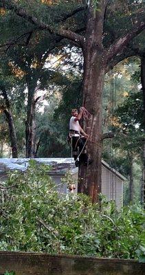 Southeastern Tree Experts