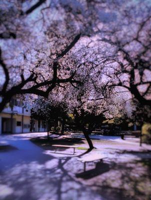 Palos Verdes Peninsula High School