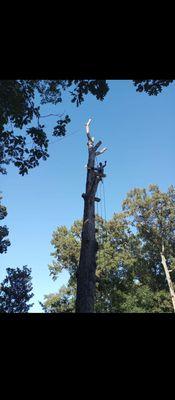 Millers Tree Service