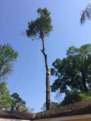 Tree Removal