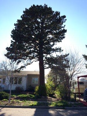 A large ponderosa pine after pruning